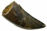 Serrated, Tyrannosaur (Nanotyrannus) Tooth - Montana #378492-1